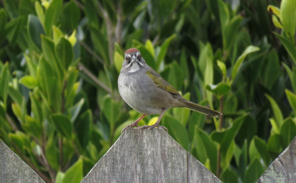 Green-tailed Towhee - ML142408361