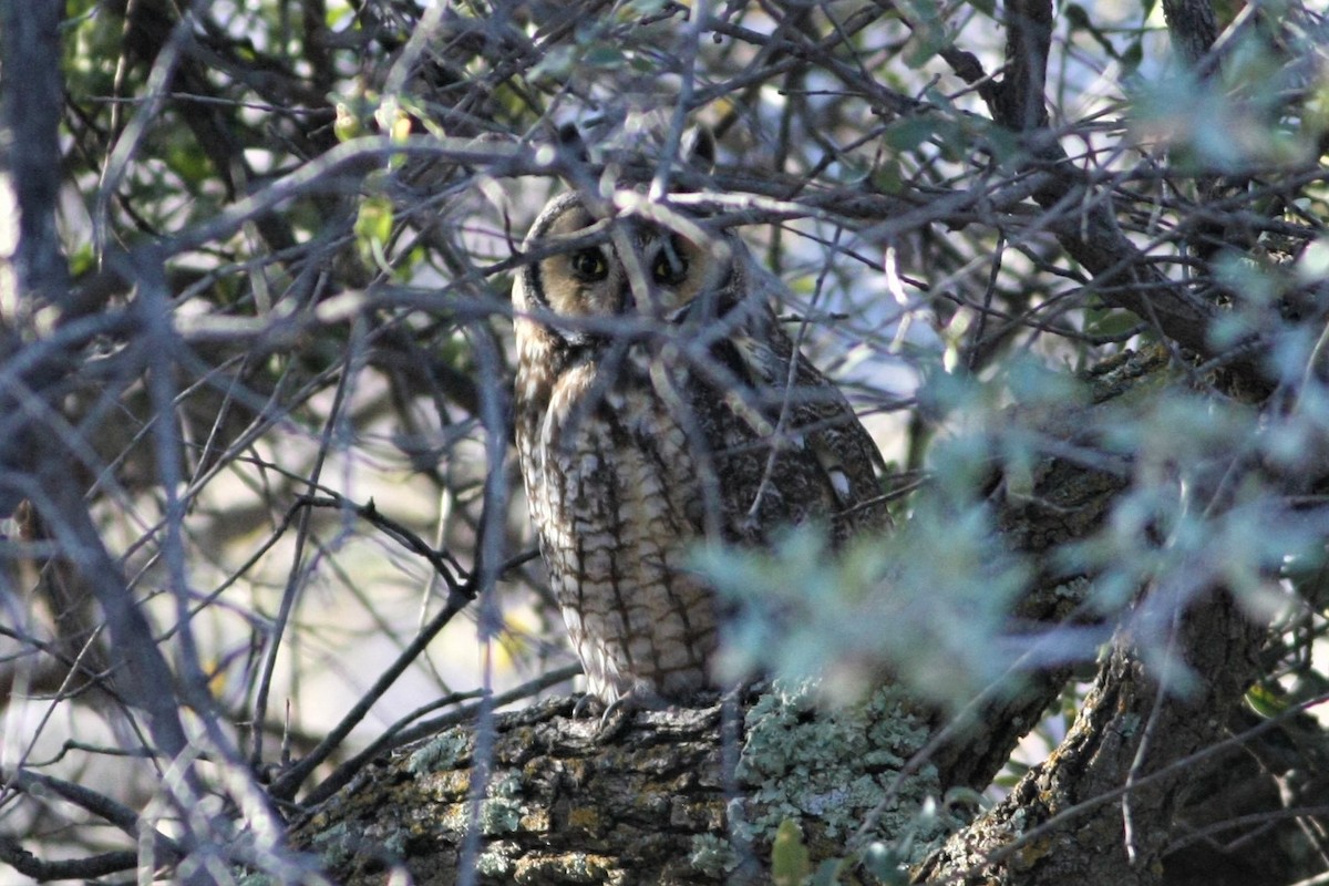 Long-eared Owl - ML142408841