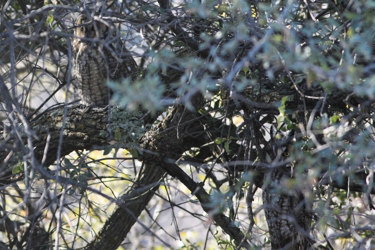 Long-eared Owl - ML142408881