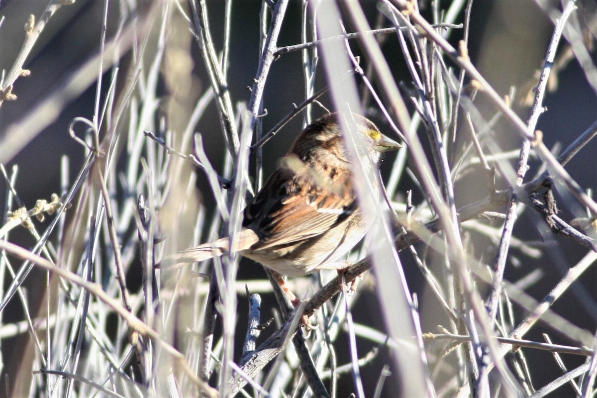 White-throated Sparrow - Wyatt Egelhoff
