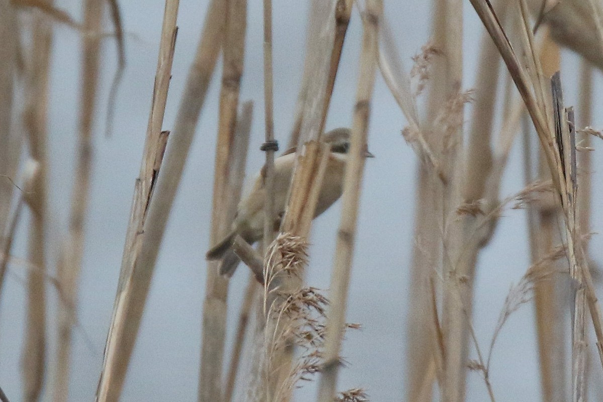 Chinese Penduline-Tit - Anonymous