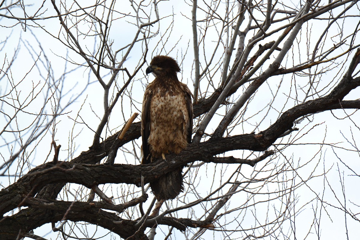 Bald Eagle - Christopher Shell