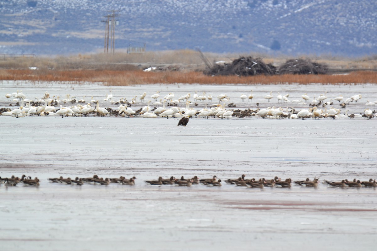 Bald Eagle - ML142412881