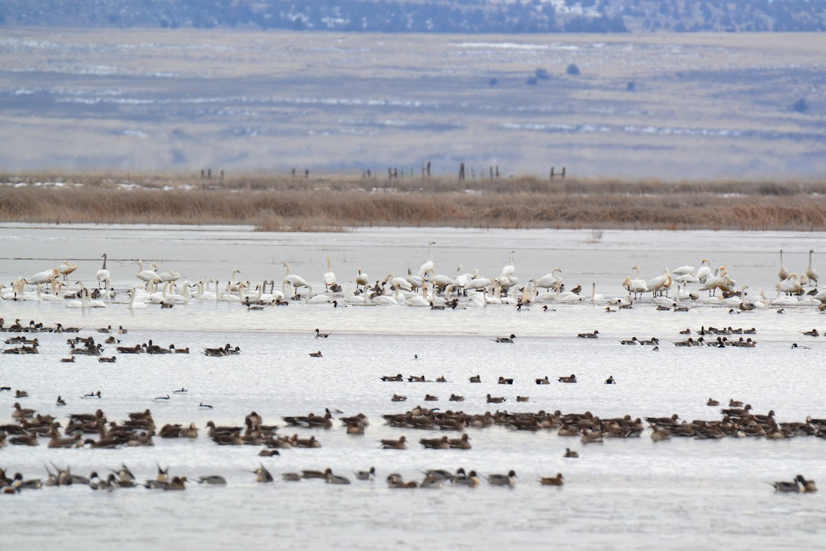 Tundra Swan - Christopher Shell