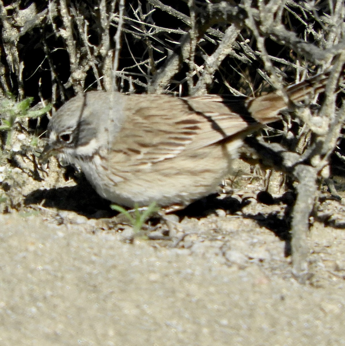 Sagebrush Sparrow - ML142414021