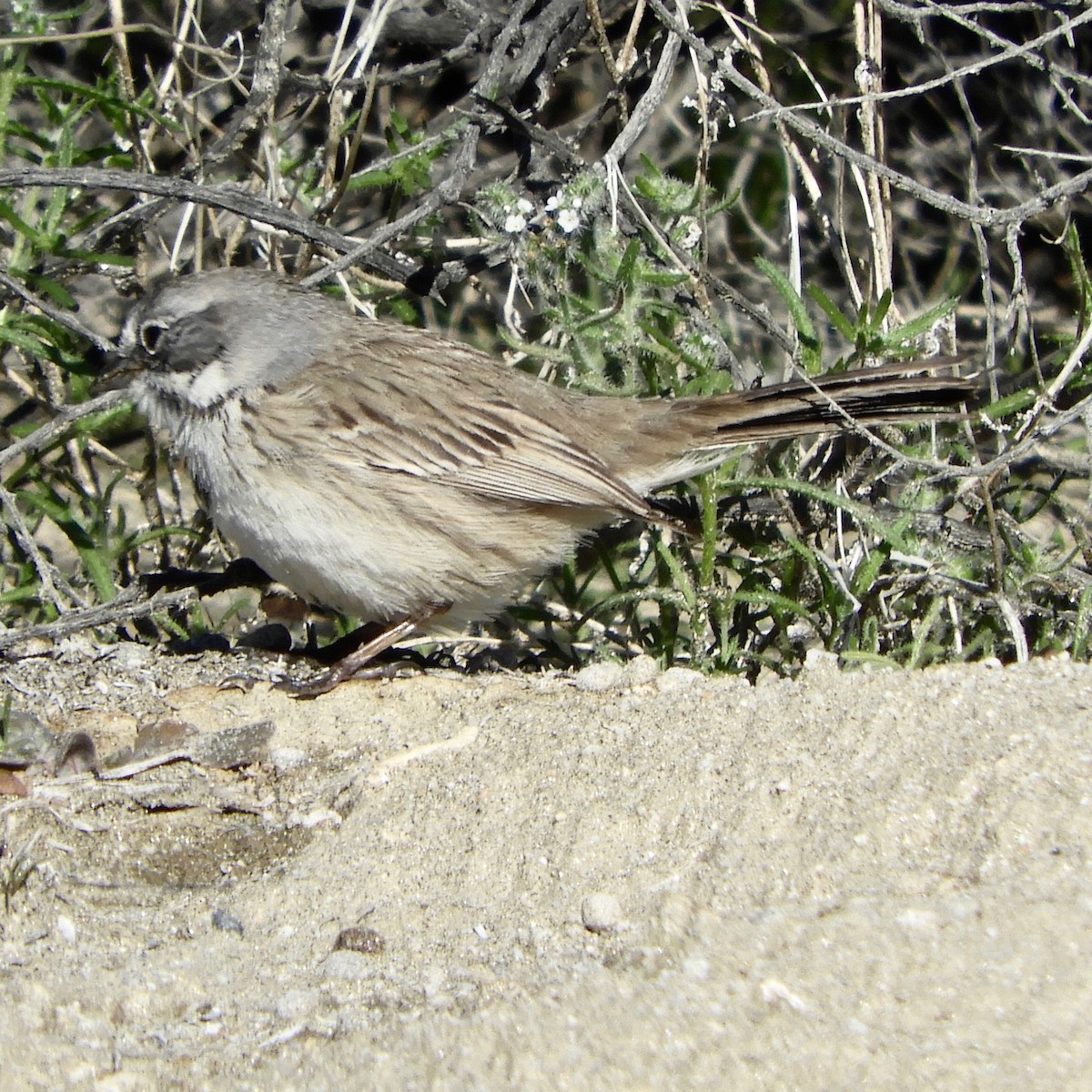 Sagebrush Sparrow - ML142414141