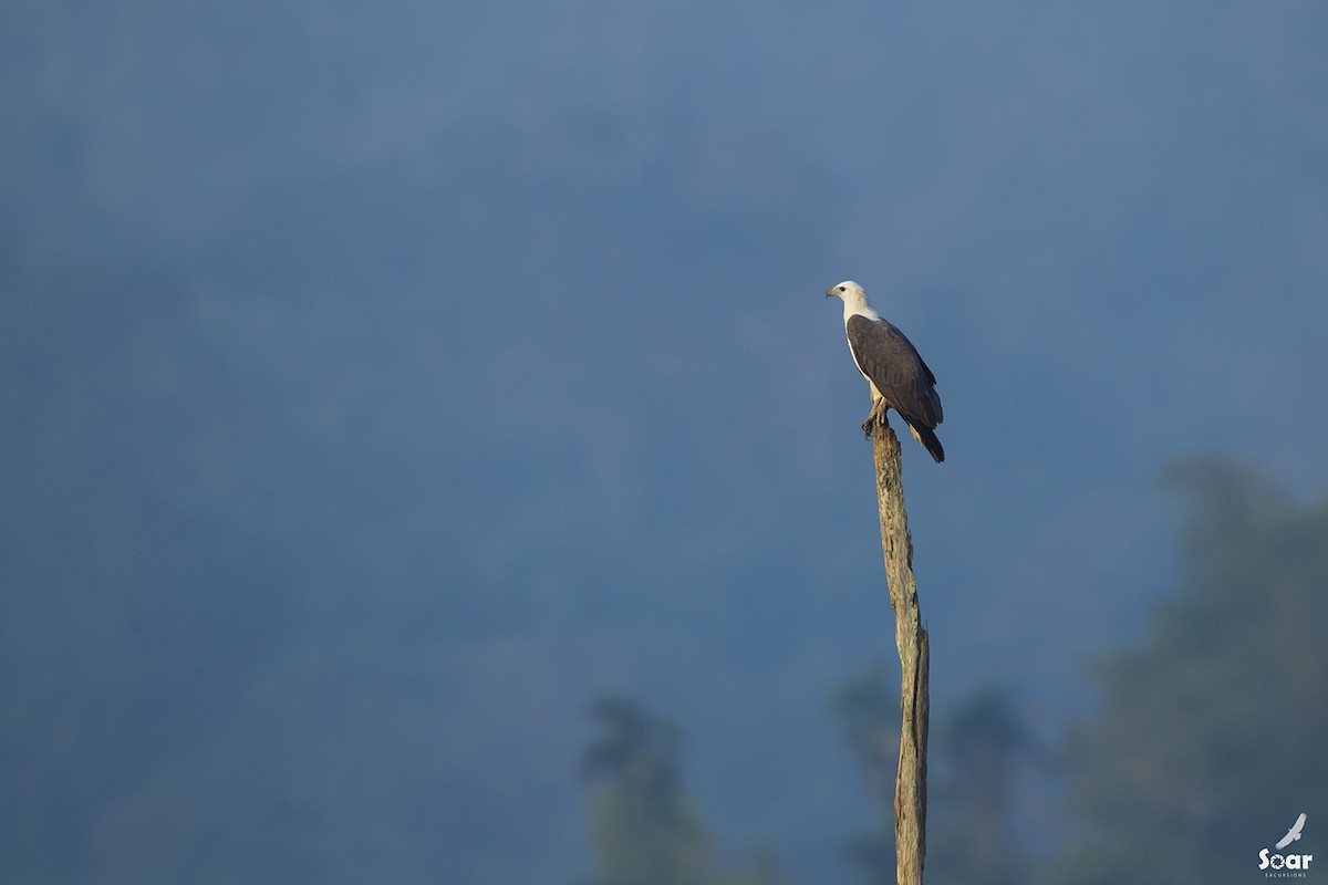 White-bellied Sea-Eagle - ML142414381