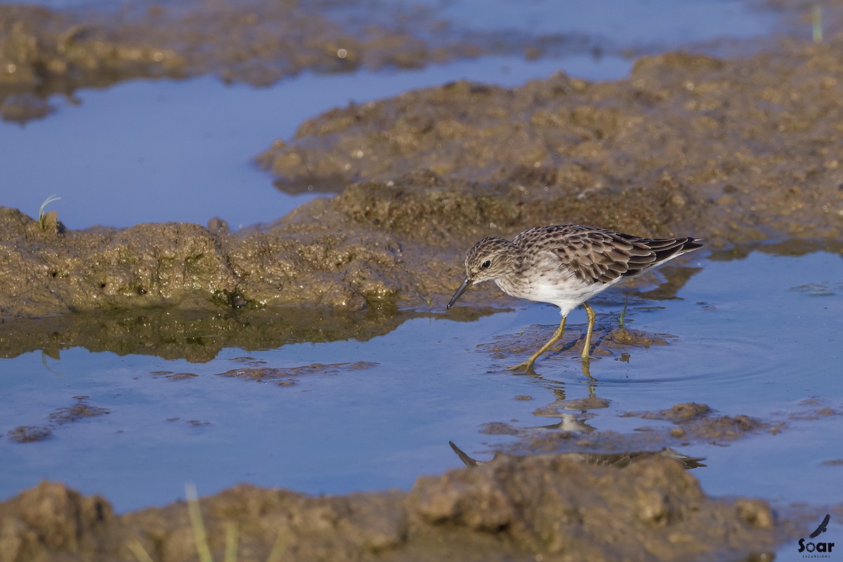 Long-toed Stint - Soar Excursions