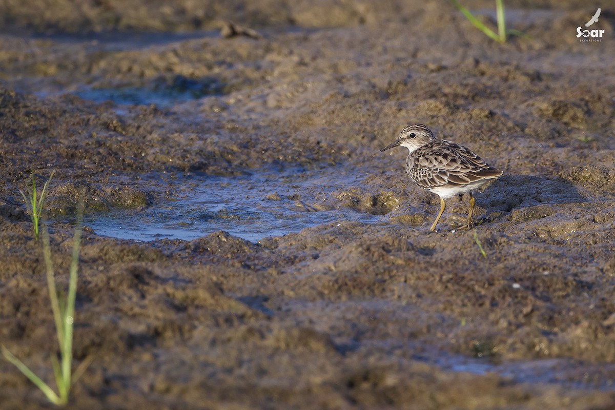 Langzehen-Strandläufer - ML142414611