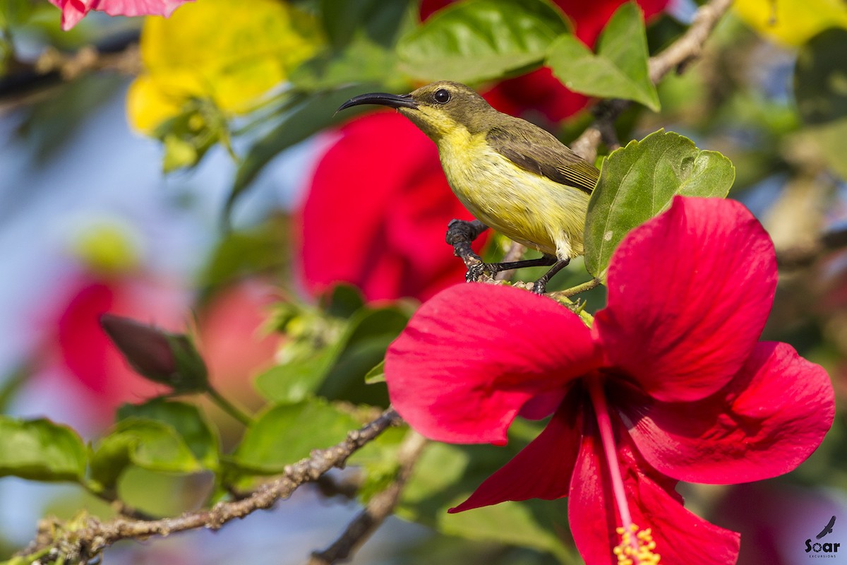 Ornate Sunbird - ML142414841