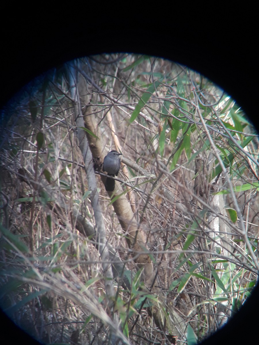 Gray Catbird - ML142414961