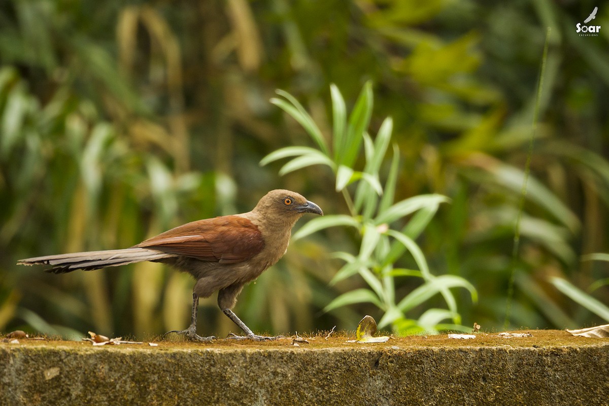 Andaman Coucal - ML142415401