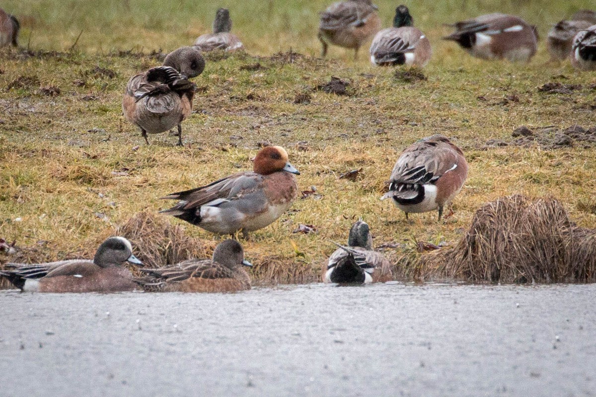 Eurasian Wigeon - ML142416151