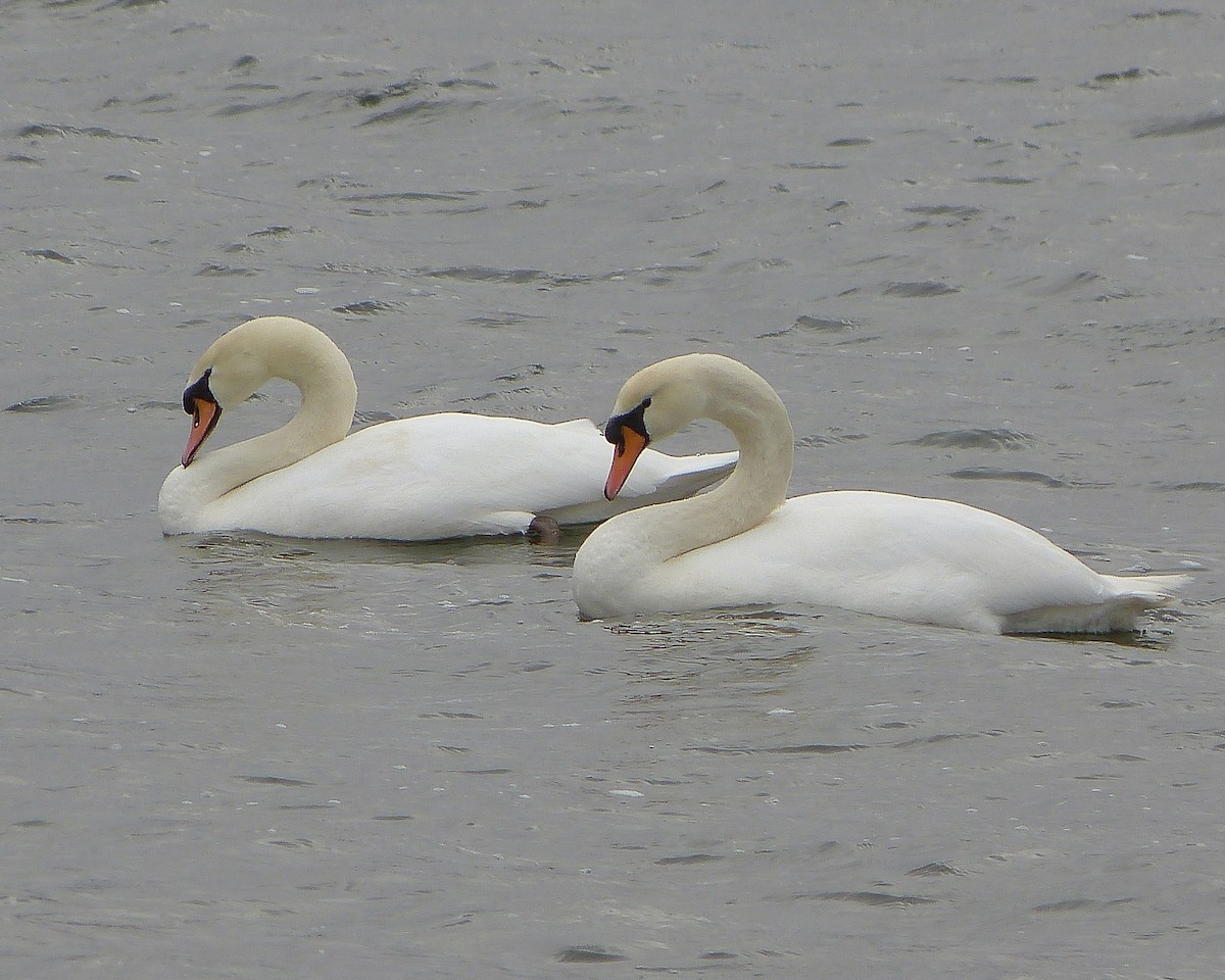 Mute Swan - ML142416621