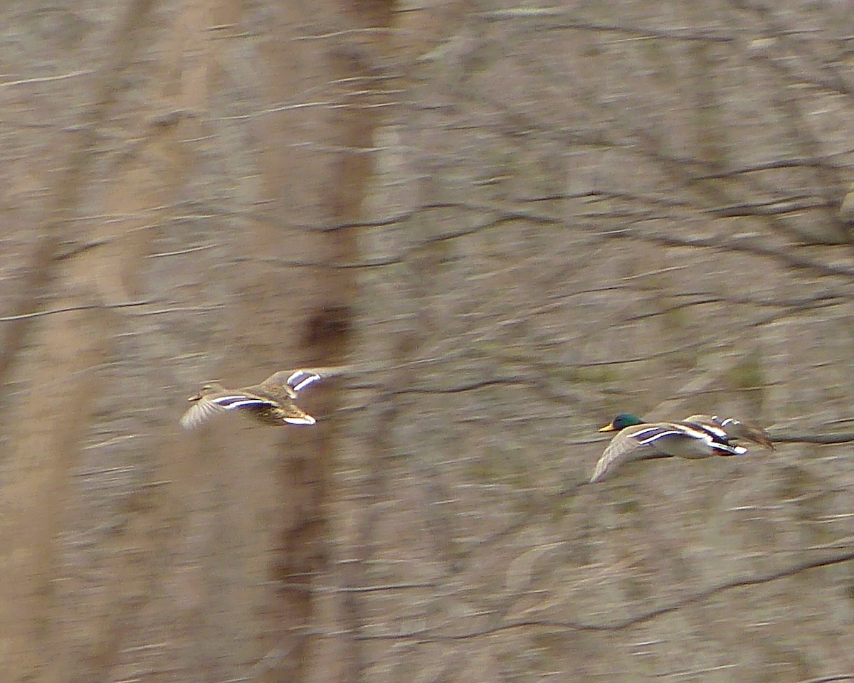 Mallard - ML142416661