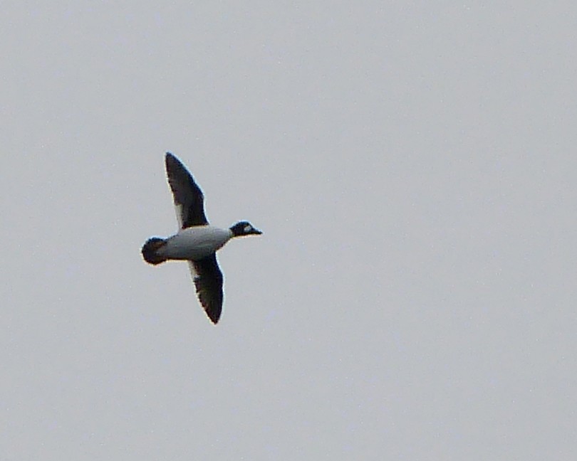 Common Goldeneye - ML142416731