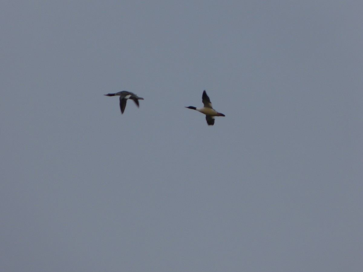 Common Merganser - ML142416941