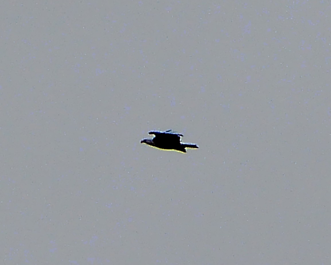 Bald Eagle - ML142416971