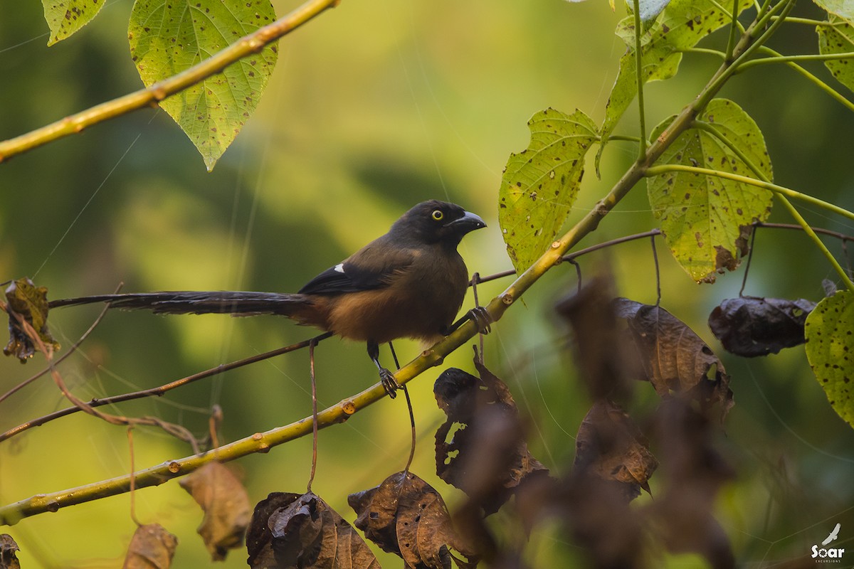 Andaman Treepie - Soar Excursions