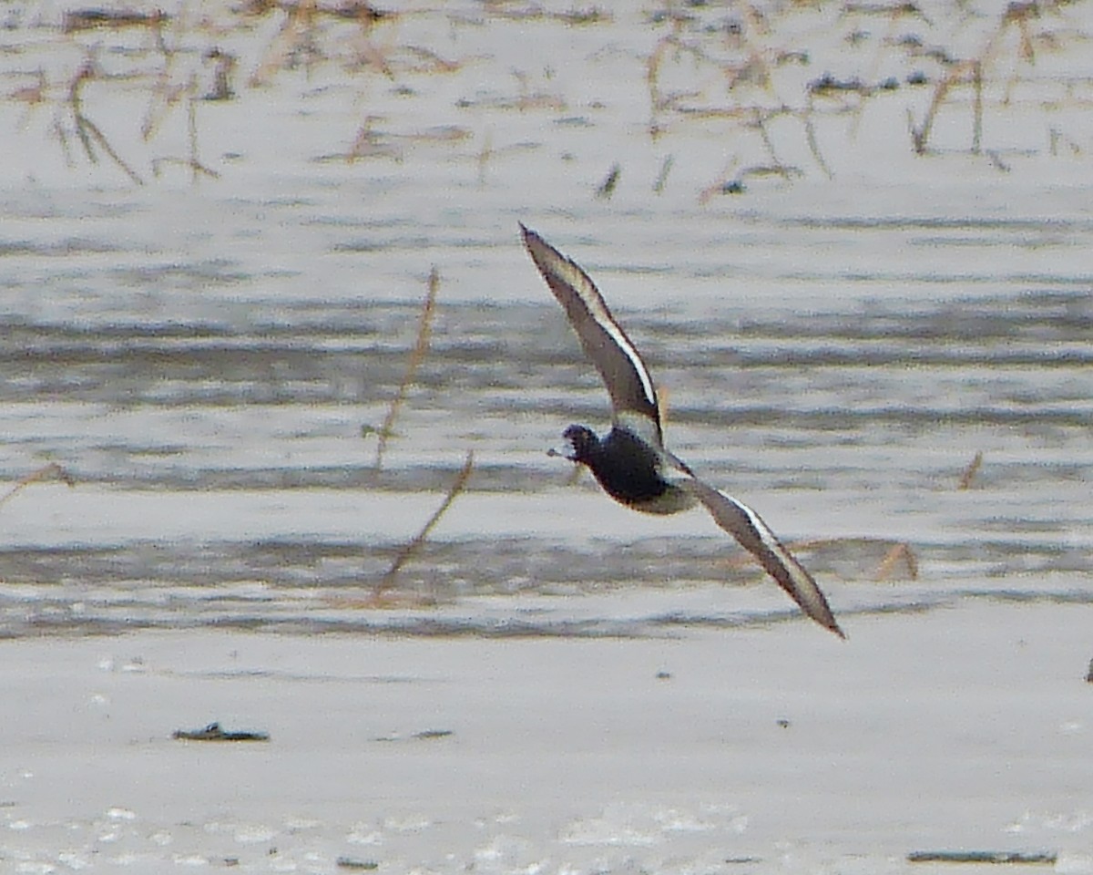 Lesser Scaup - ML142417181