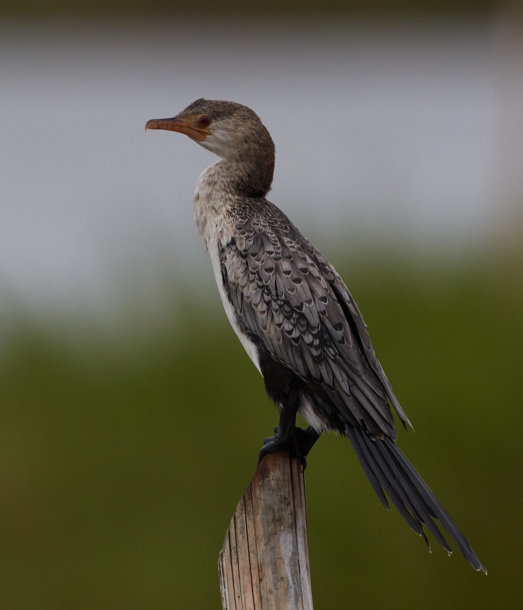Long-tailed Cormorant - ML142417371