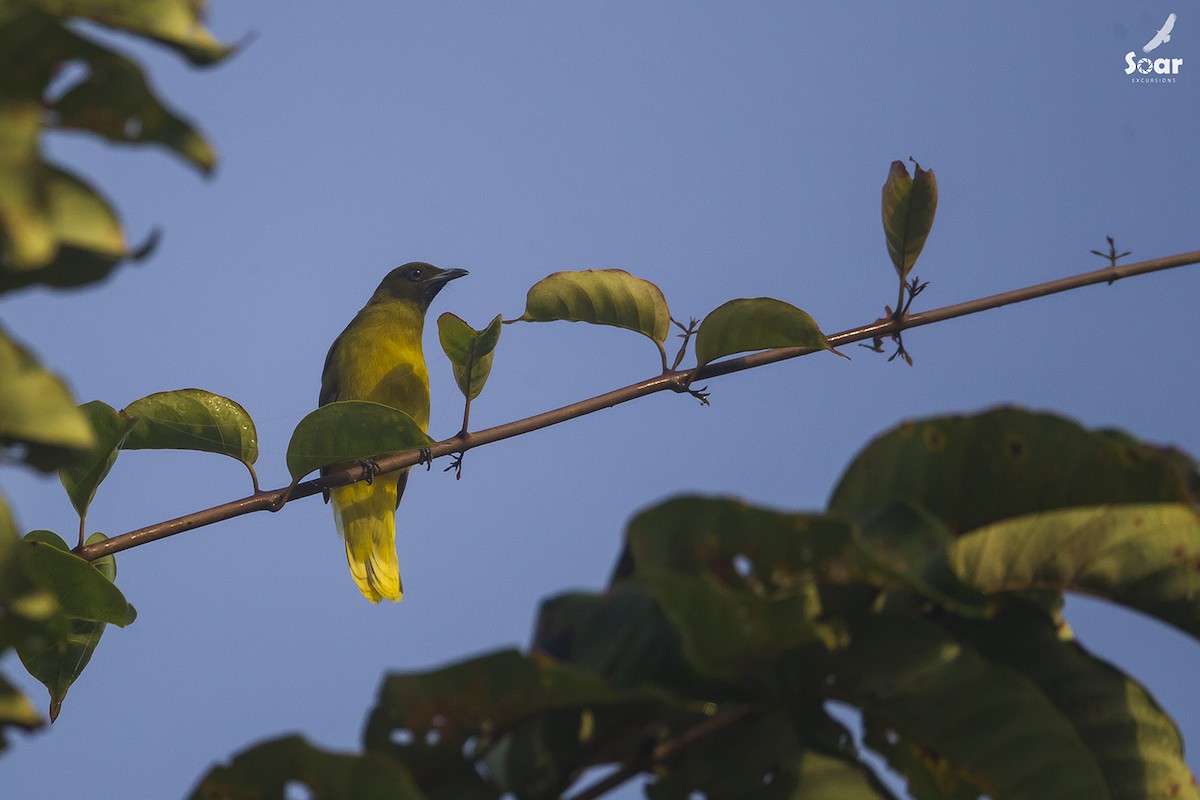 Andaman Bulbul - Soar Excursions