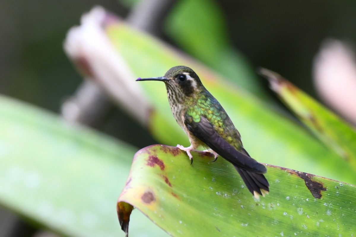 Speckled Hummingbird - Warren Whaley