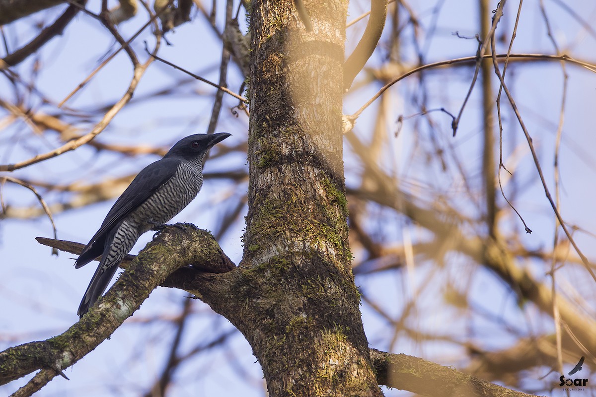 Andaman Cuckooshrike - ML142418061