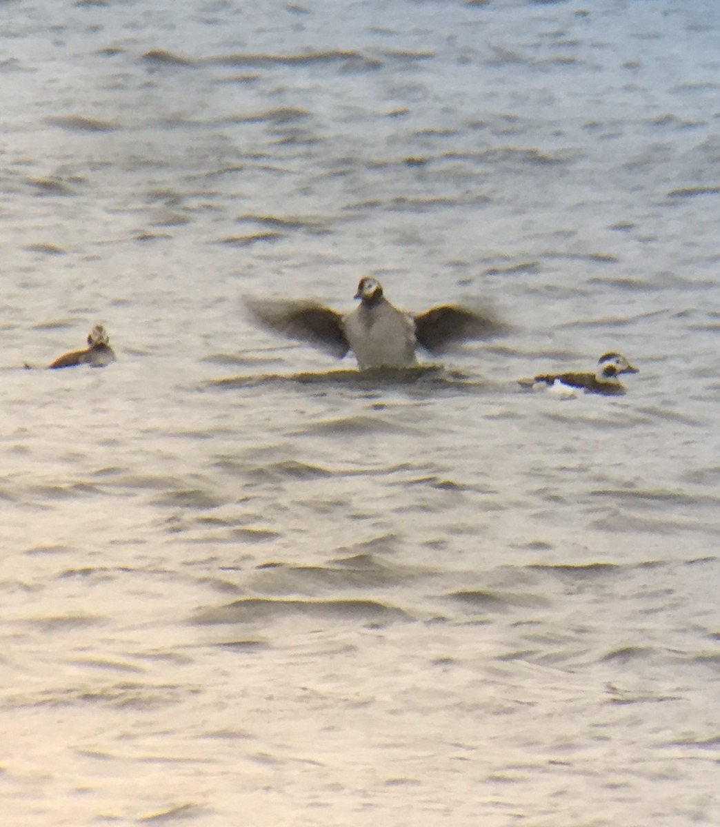 Long-tailed Duck - ML142419111