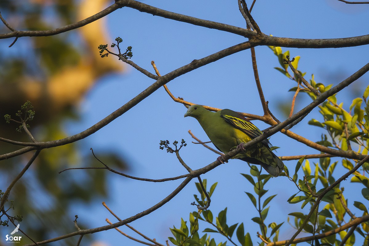 Andaman Green-Pigeon - Soar Excursions