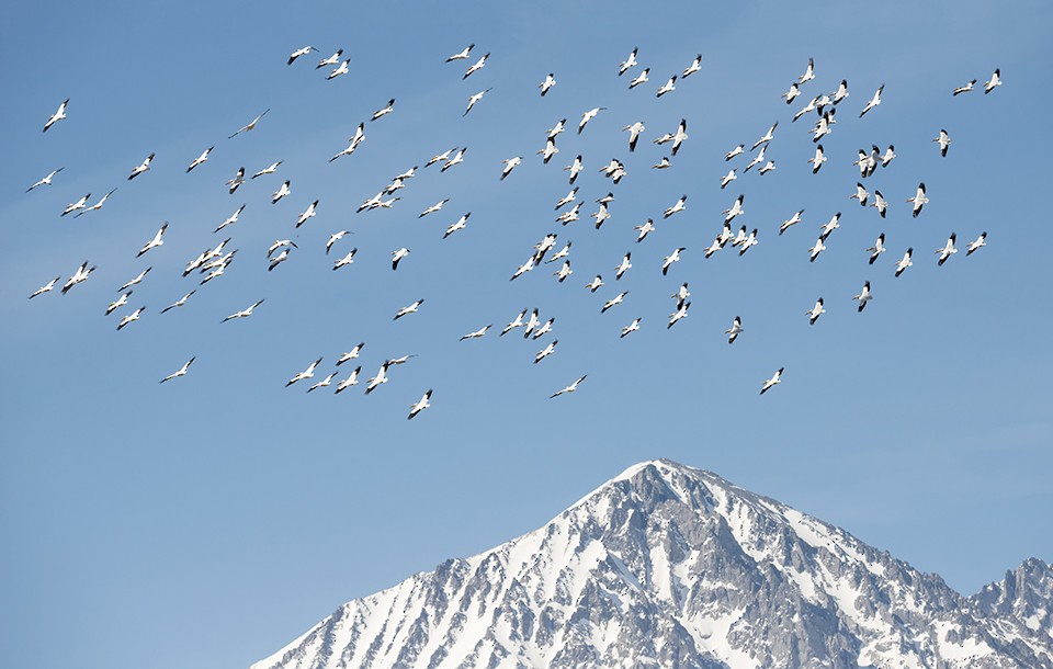 American White Pelican - ML142420291