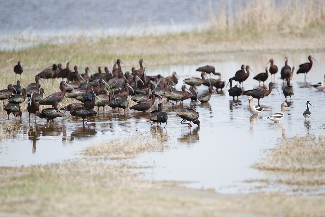 White-faced Ibis - Loree Johnson