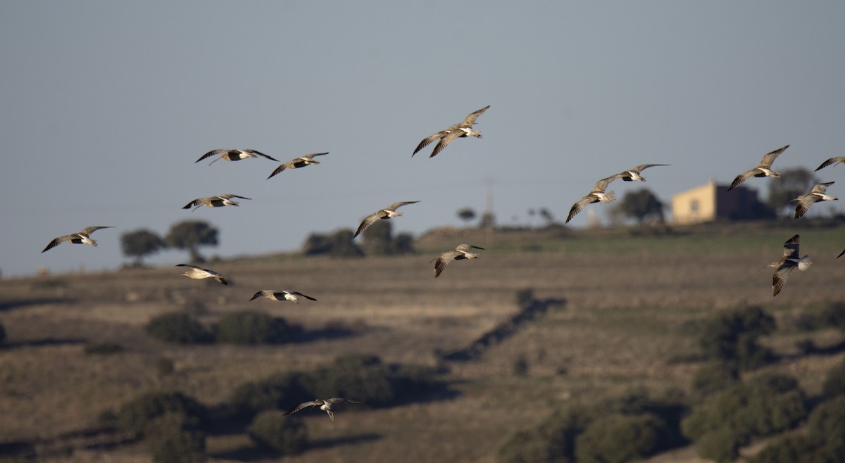 חרמשון גדול - ML142422891