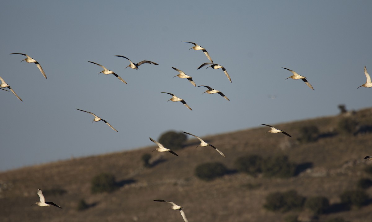 חרמשון גדול - ML142422901