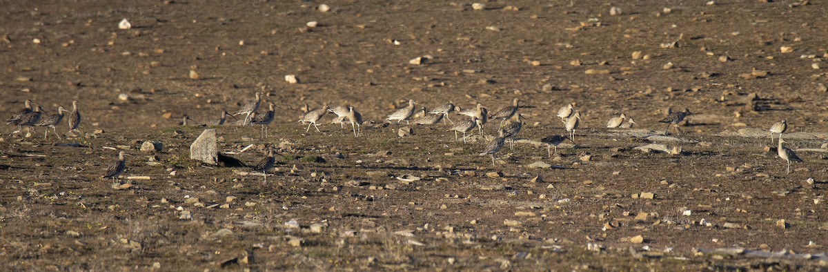 חרמשון גדול - ML142422911