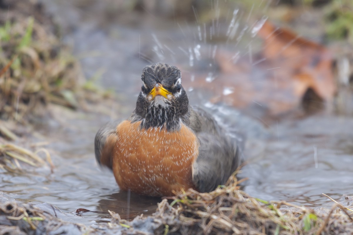 American Robin - Etienne Artigau🦩