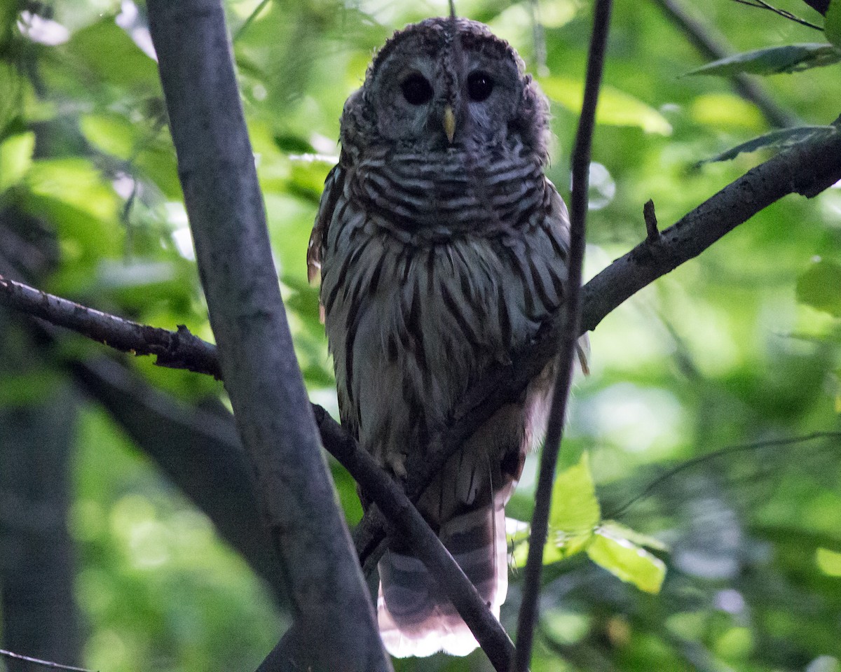 Barred Owl - ML142424311