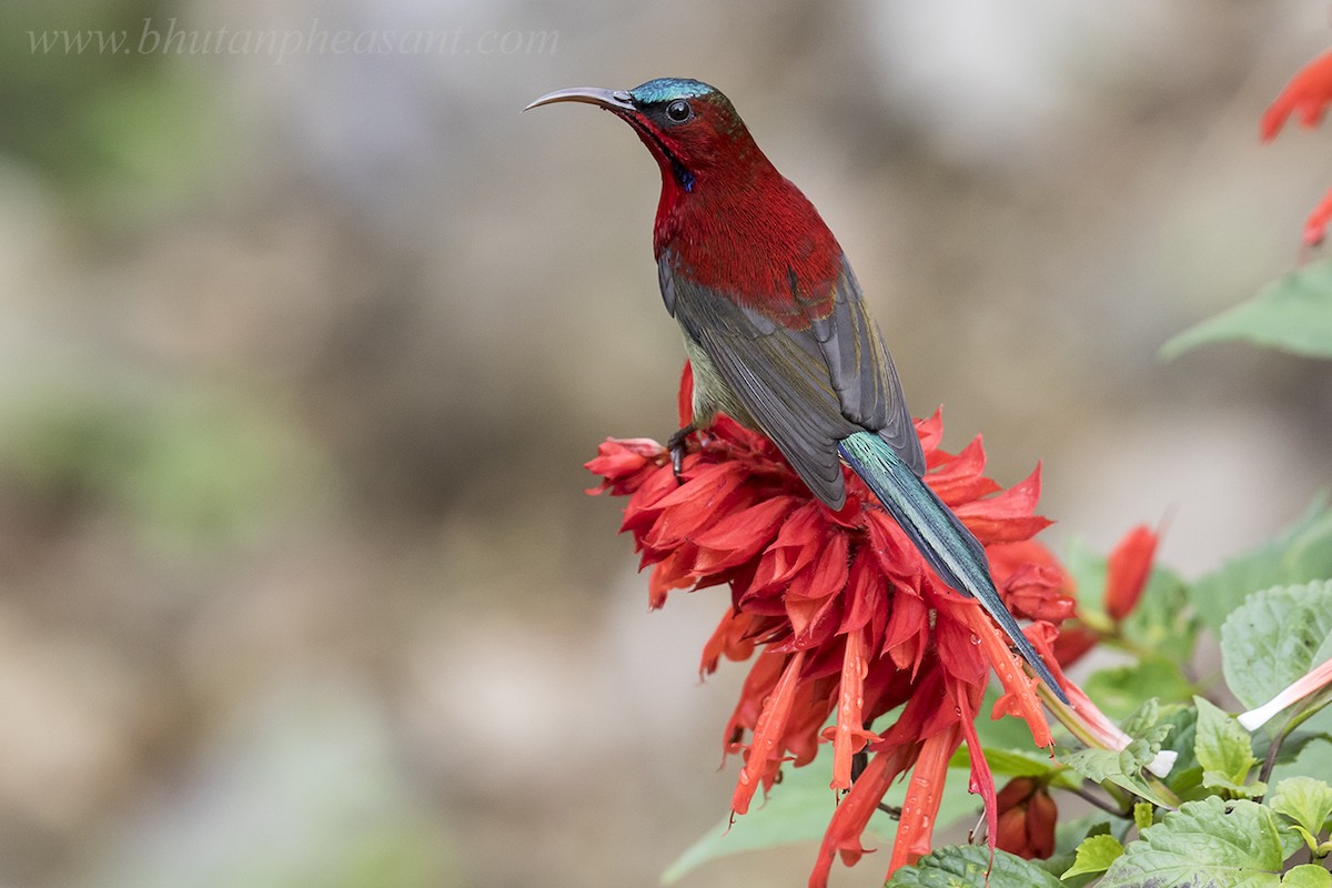 Crimson Sunbird - ML142424401