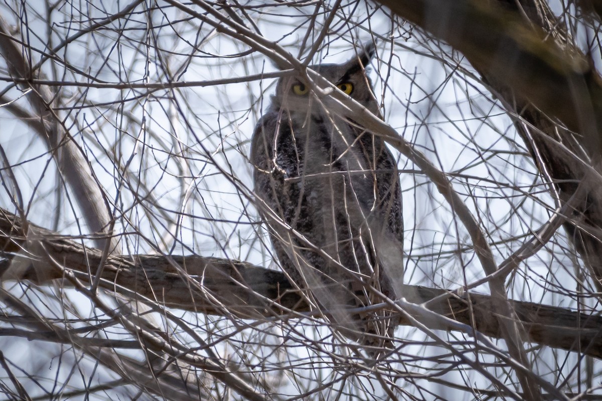 Great Horned Owl - James Hoagland