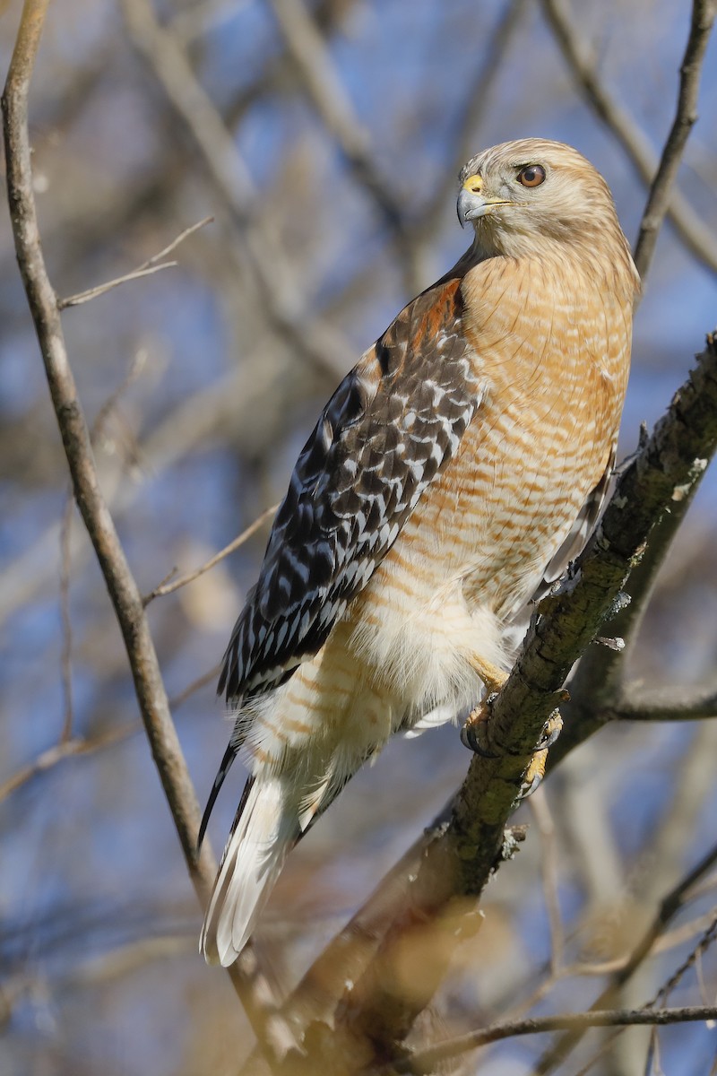 Rotschulterbussard - ML142426541