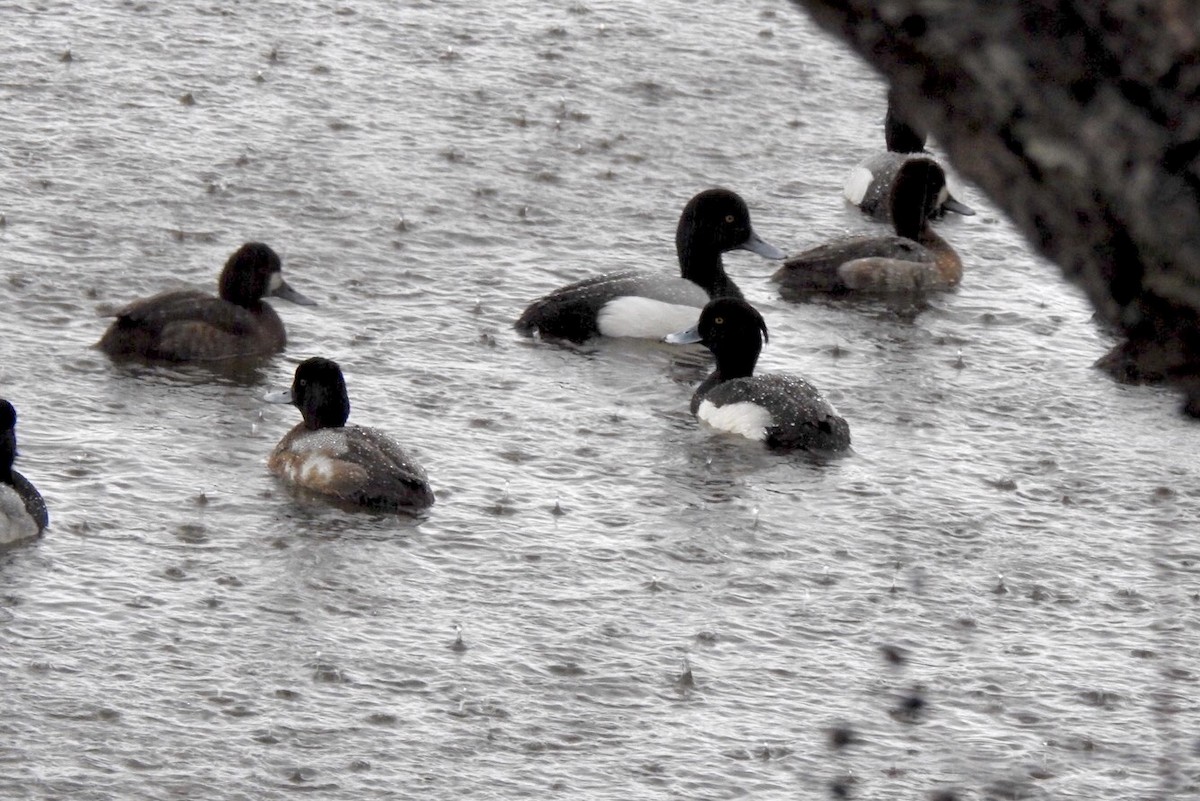 Tufted Duck - ML142427371