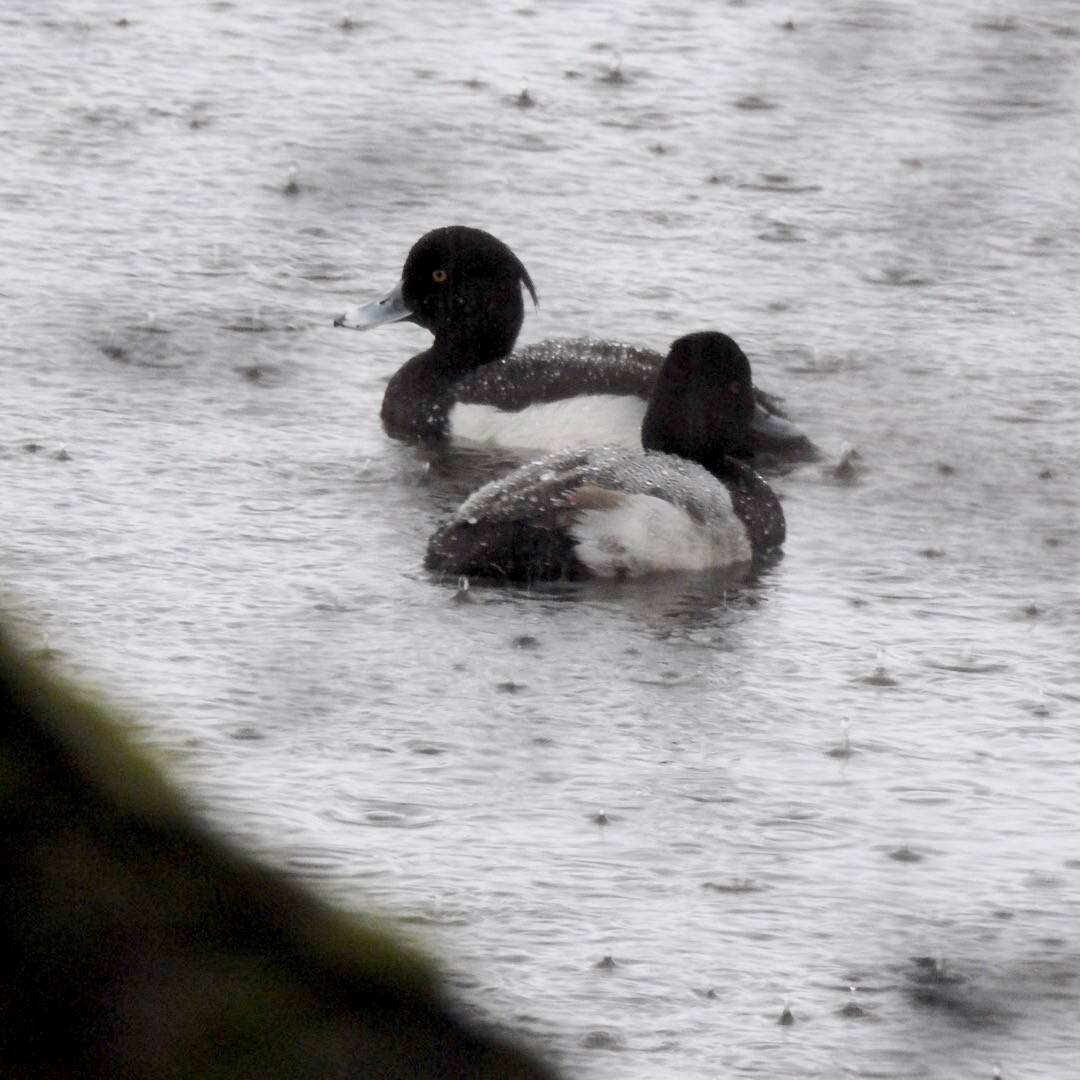 Tufted Duck - ML142427381