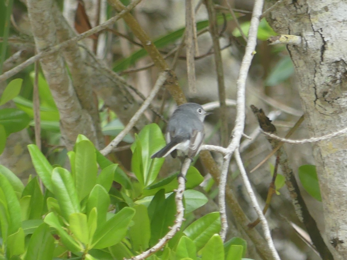 Blue-gray Gnatcatcher - ML142430031