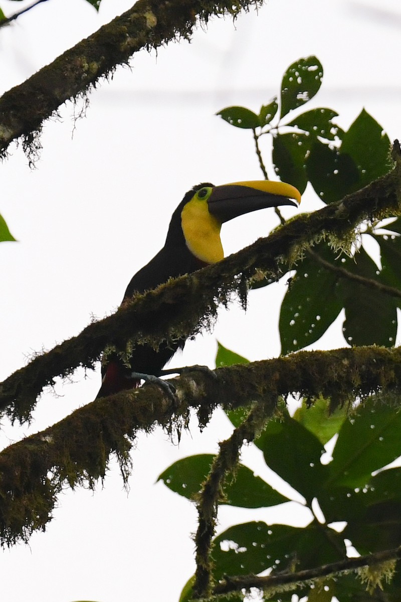 Yellow-throated Toucan (Chestnut-mandibled) - ML142430521