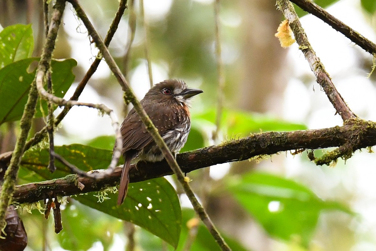 White-whiskered Puffbird - ML142430631