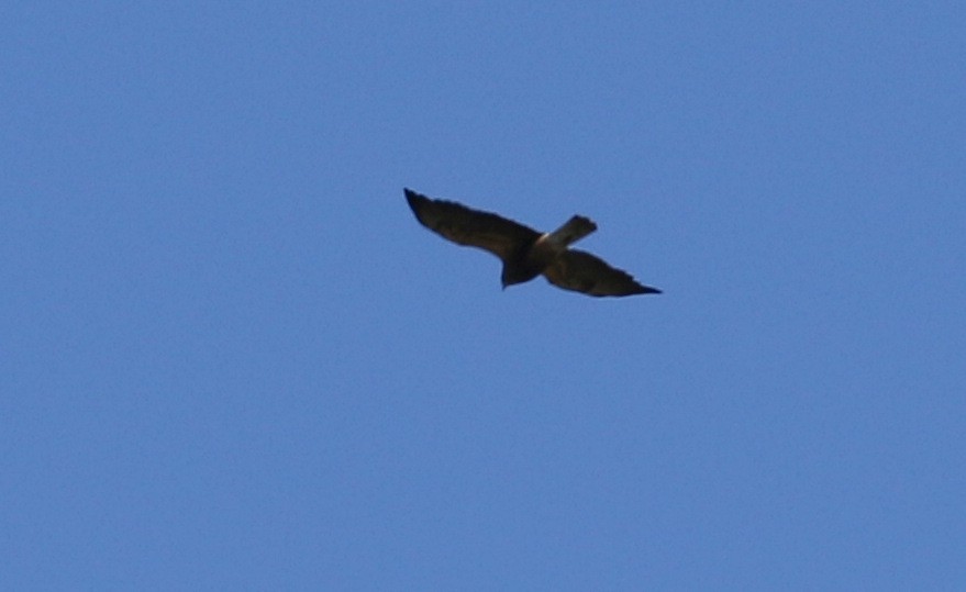 Swainson's Hawk - ML142432691