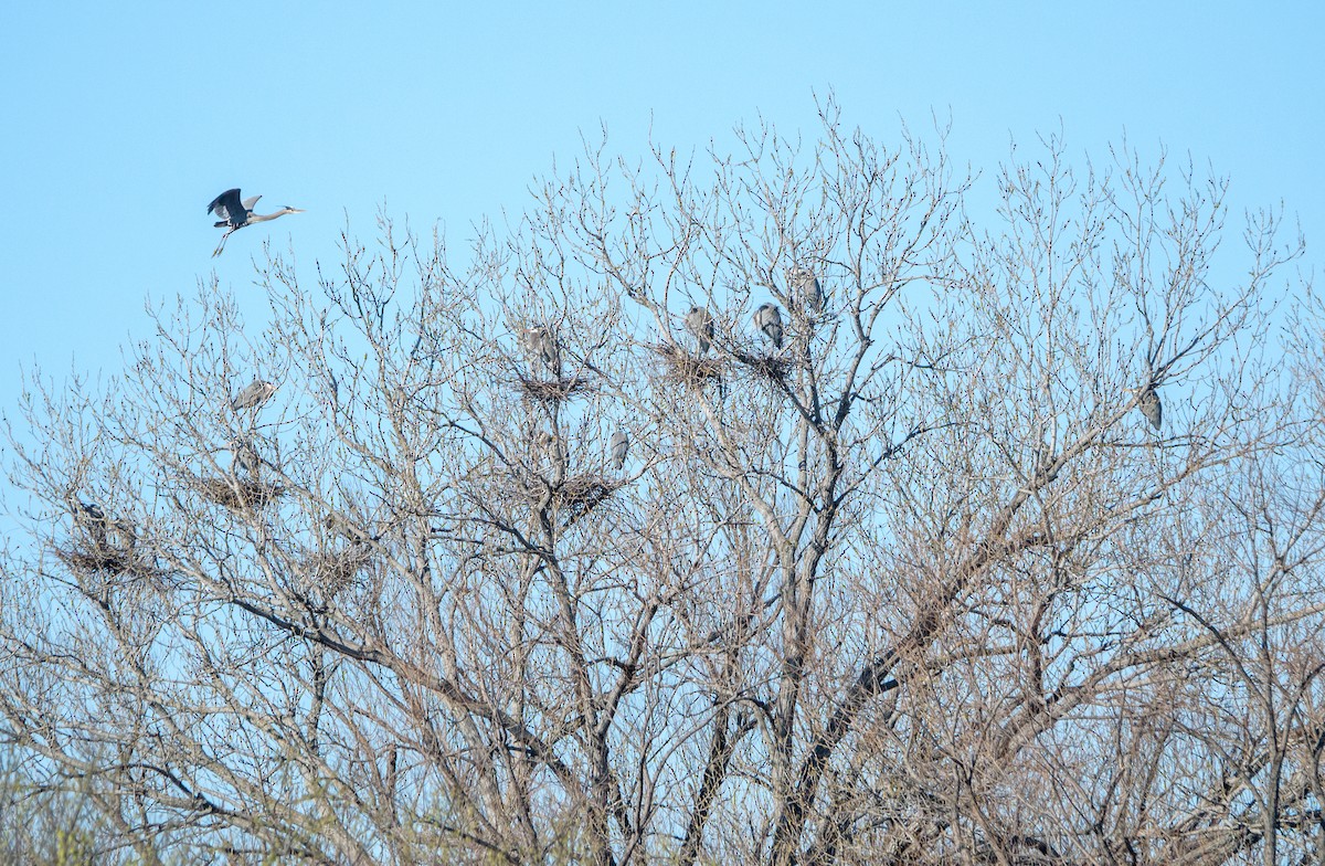 Great Blue Heron - ML142433421