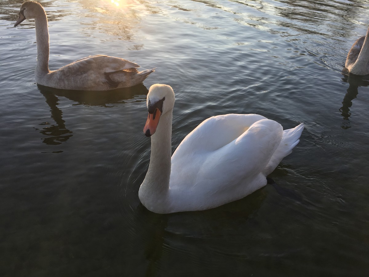 Cygne tuberculé - ML142434021