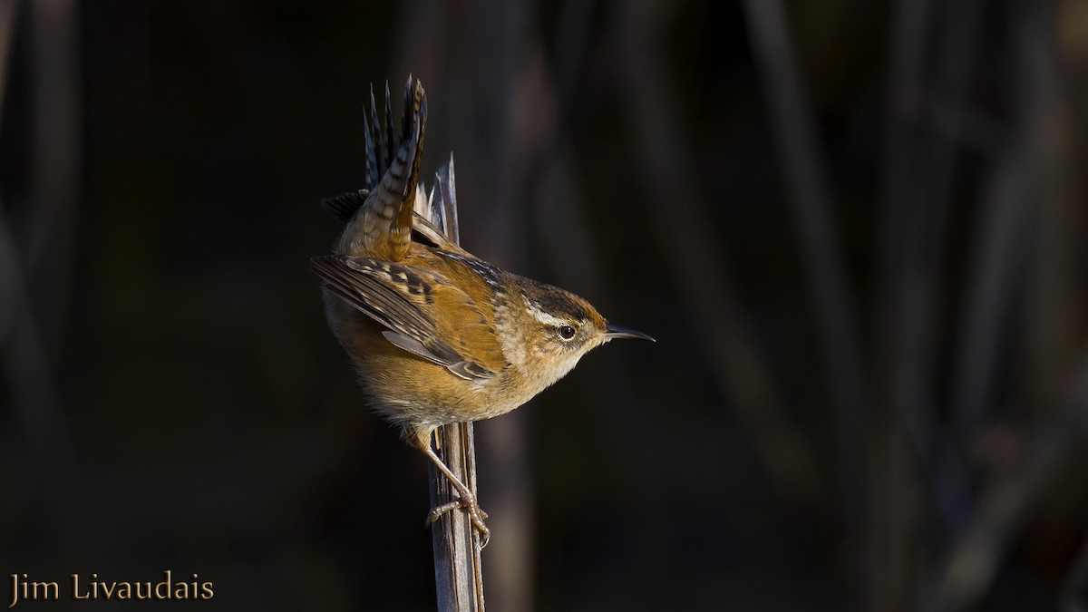 Marsh Wren - ML142435911