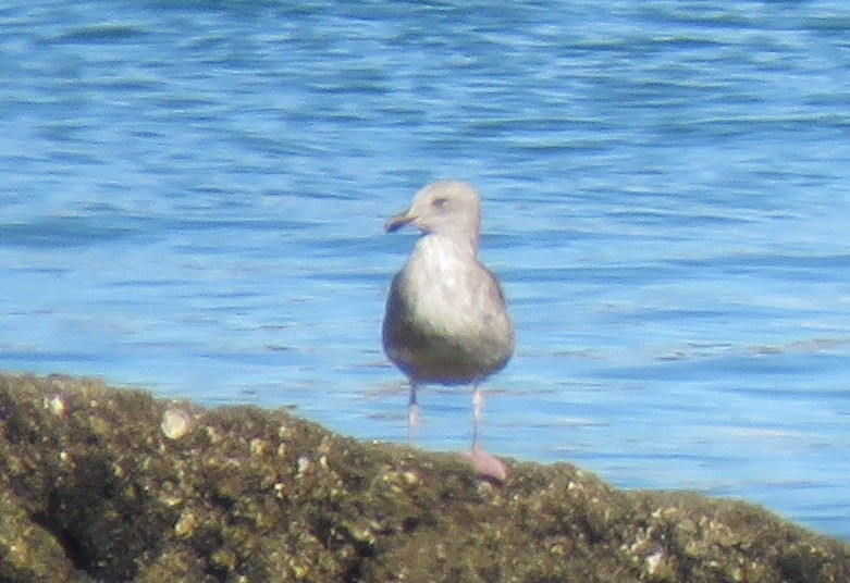 Western Gull - ML142436751